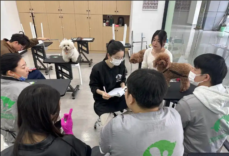 泰安市宠物美容学习宠物美容培训学校 - 一站式服务